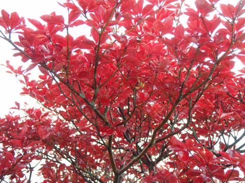 紅葉