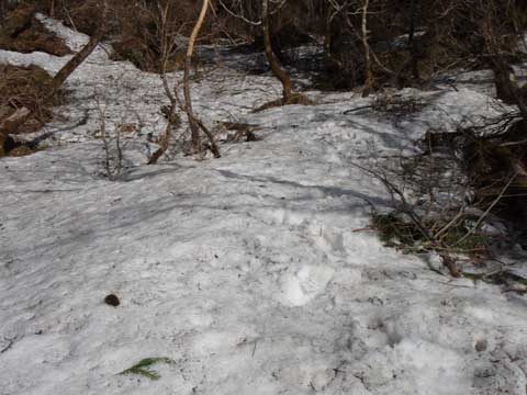残雪 山頂直下
