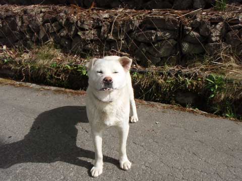見慣れた犬